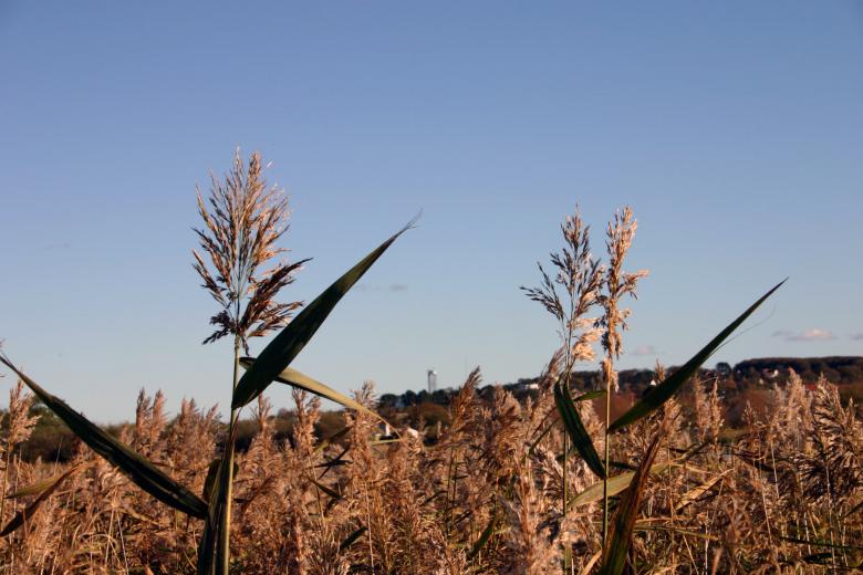 Free stock image of Field of straws created by Bjorgvin