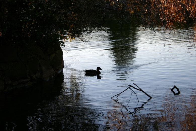 Free stock image of Swimming duck created by Bjorgvin