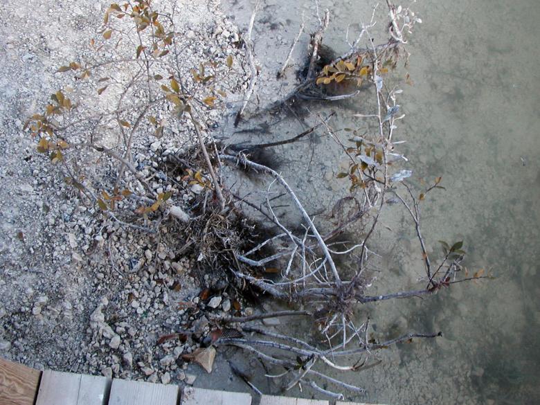 Free stock image of Dying plant created by Bjorgvin