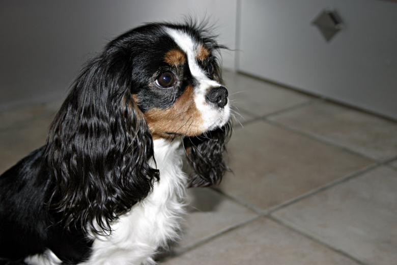 Free stock image of A dog created by Bjorgvin