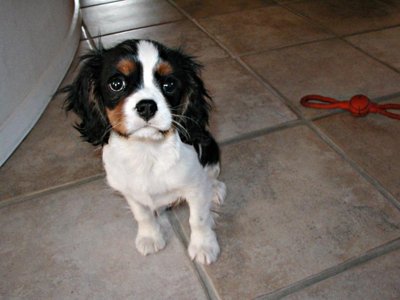 Free stock image of A dog created by Bjorgvin
