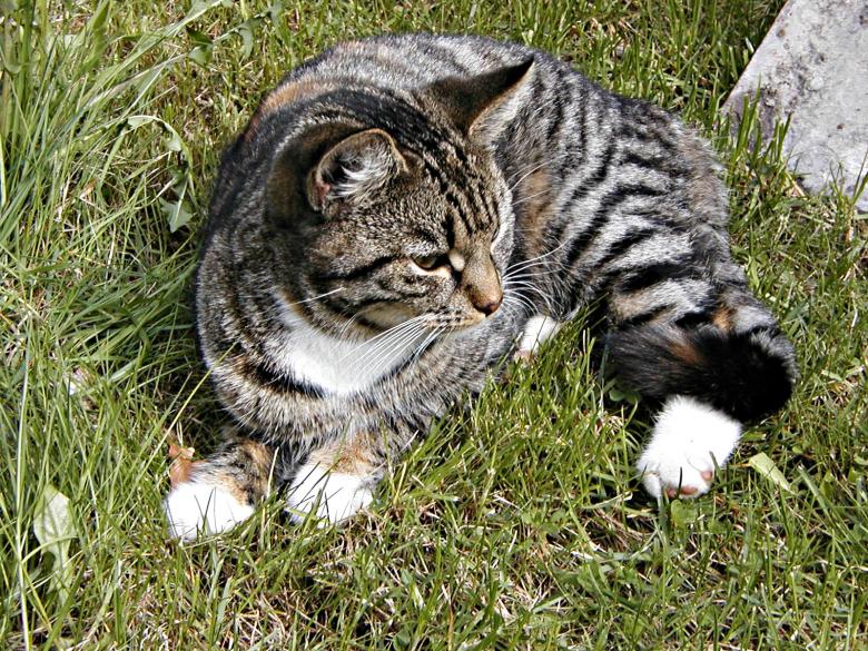 Free stock image of A cat lying in grass created by Bjorgvin