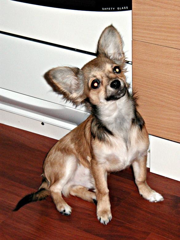 Free stock image of A small dog created by Bjorgvin