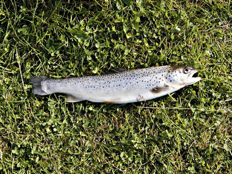 Free stock image of Trout created by Bjorgvin