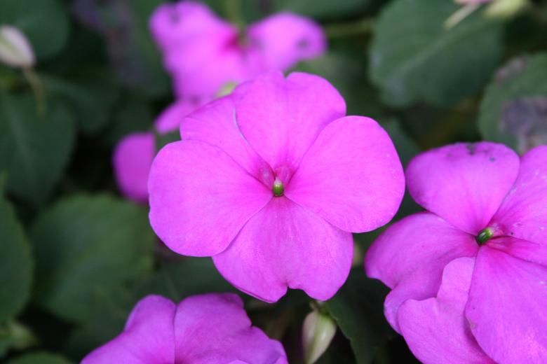 Free stock image of Purple flower created by Sander van der Veen