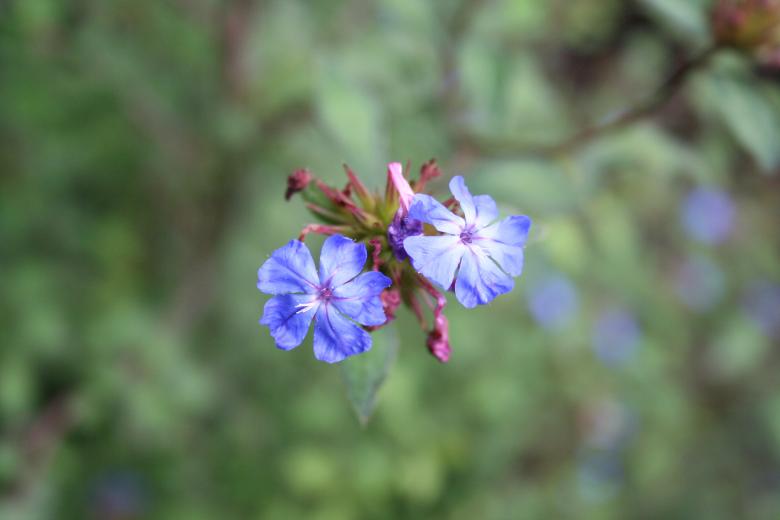 Free stock image of Bluish flowers created by Sander van der Veen