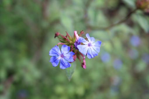 Bluish flowers - Free Stock Photo
