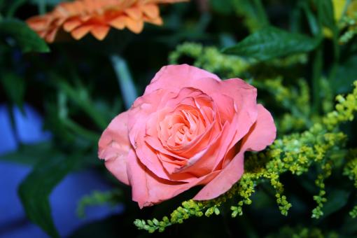 Pink rose - Free Stock Photo