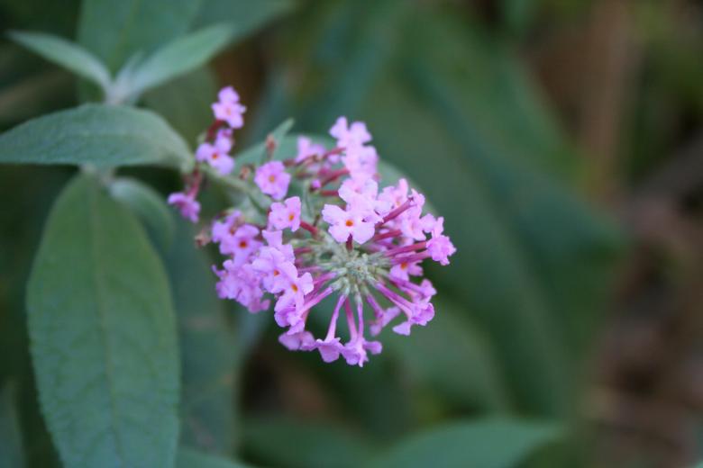 Free stock image of Purple flowers created by Sander van der Veen