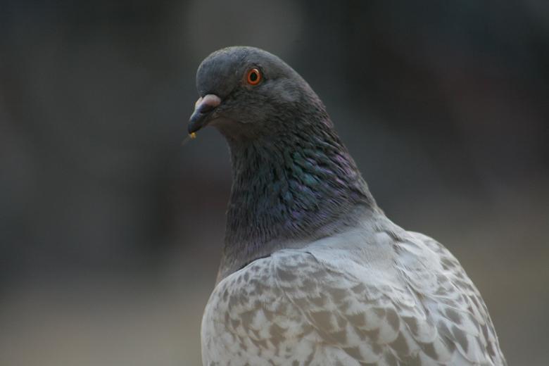 Free stock image of Pigeon close up created by Sander van der Veen