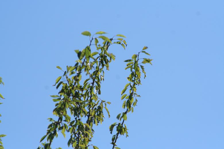 Free stock image of Tree top against a blue sky created by Sander van der Veen