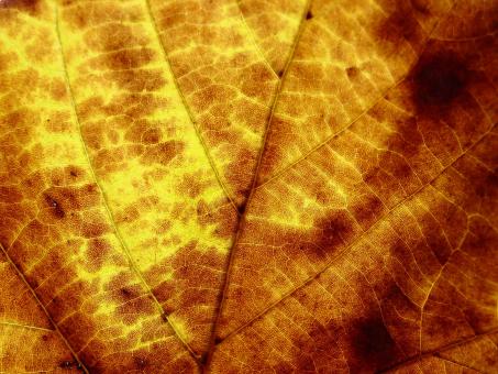 Leaf texture - Free Stock Photo