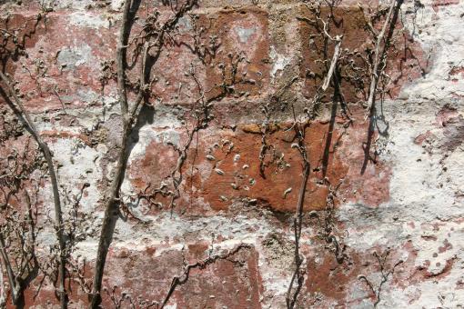 Plant on wall