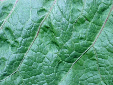 Free Stock Photo of Organic texture
