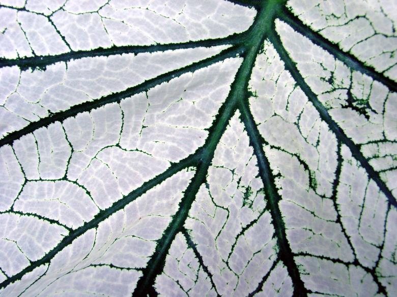 Free stock image of Organic texture created by Darren Hester