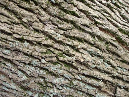 Free Stock Photo of Tree bark