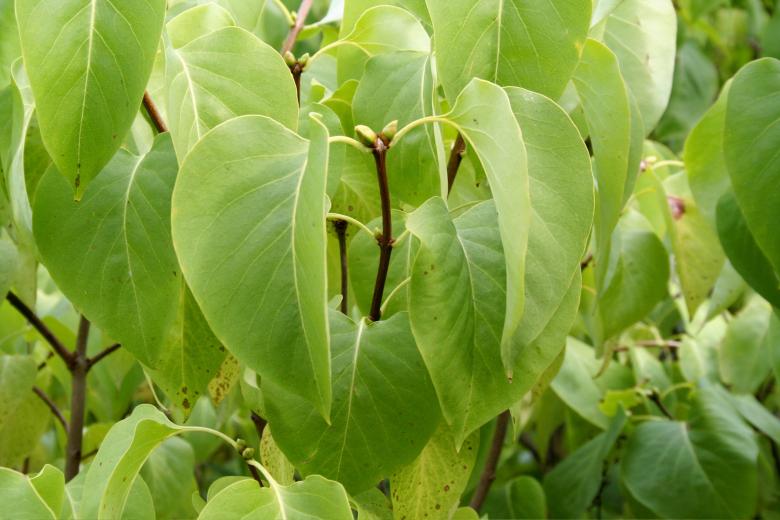 Free stock image of Green plants created by julian battye