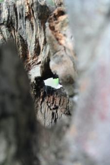 Hollow tree - Free Stock Photo