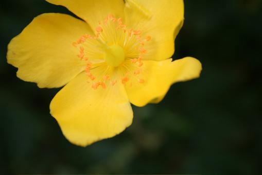 Yellow Flower - Free Stock Photo