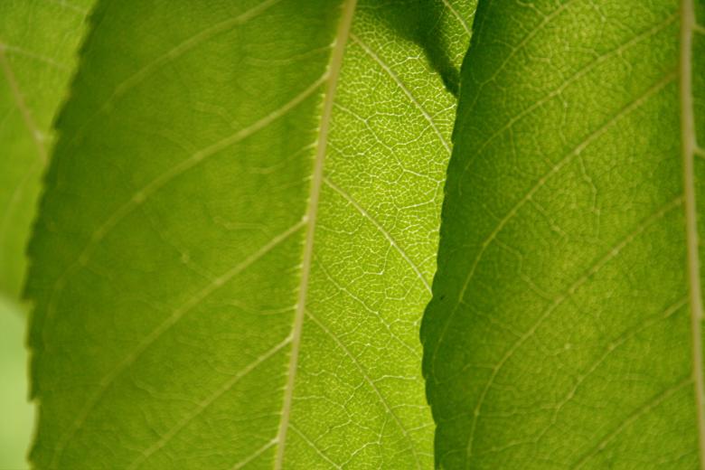 Free stock image of Green leafs created by julian battye