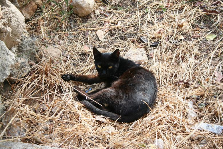Free stock image of A black cat created by Sander van der Veen