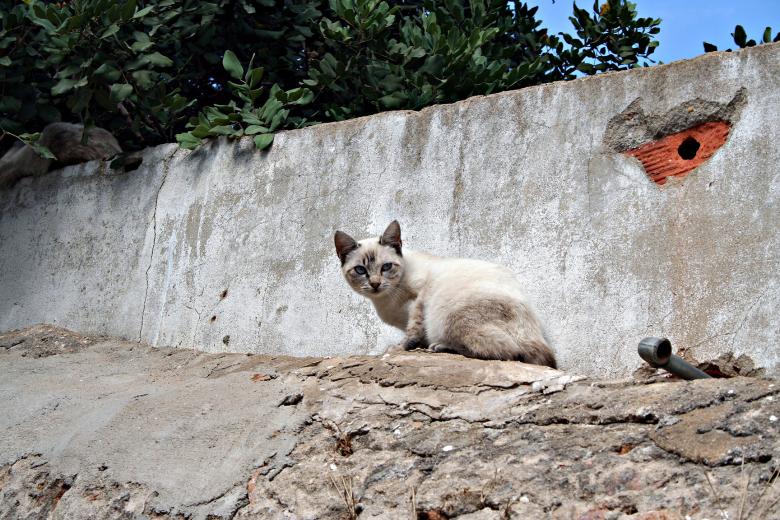 Free stock image of White and brown cat created by Sander van der Veen