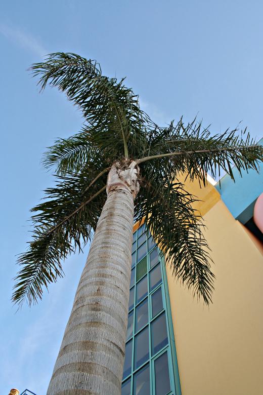Free stock image of Palm tree created by Sander van der Veen