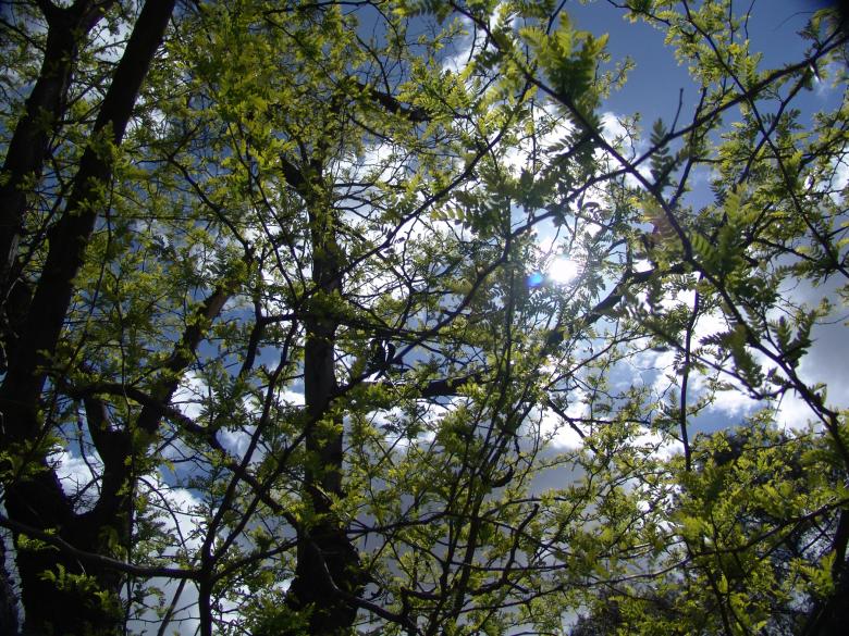 Free stock image of Trees created by javier baranda