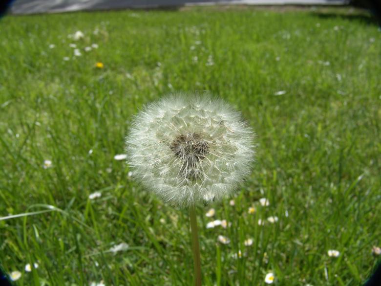 Free stock image of Dandelion created by javier baranda