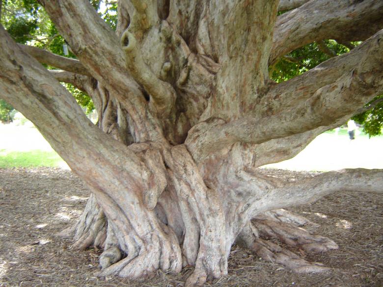 Free stock image of Massive tree roots created by Osama Hasan Khan