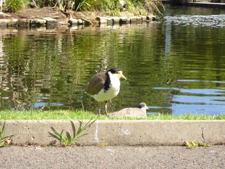 Free stock image of Birds by the lake created by Osama Hasan Khan