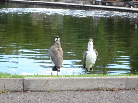Free Stock Photo of Birds standing by the lake