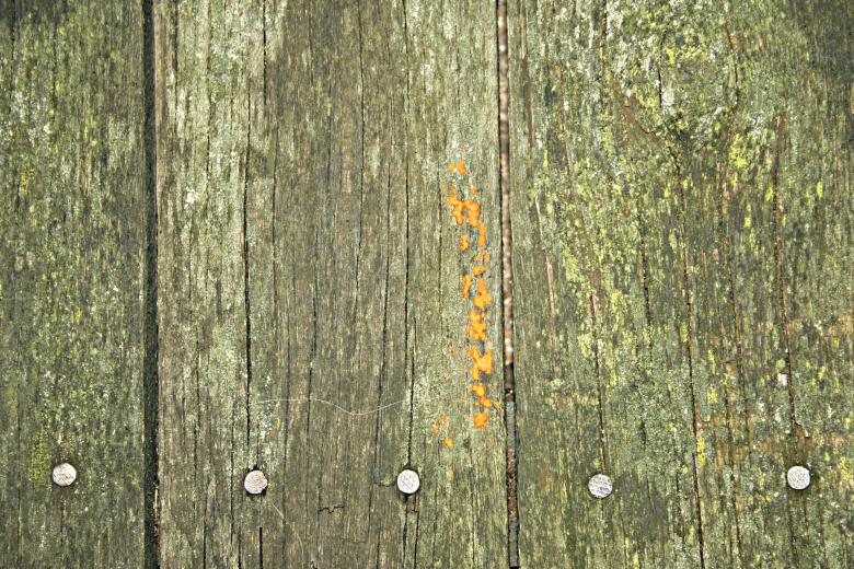Free stock image of Molded wood panel created by Bjorgvin