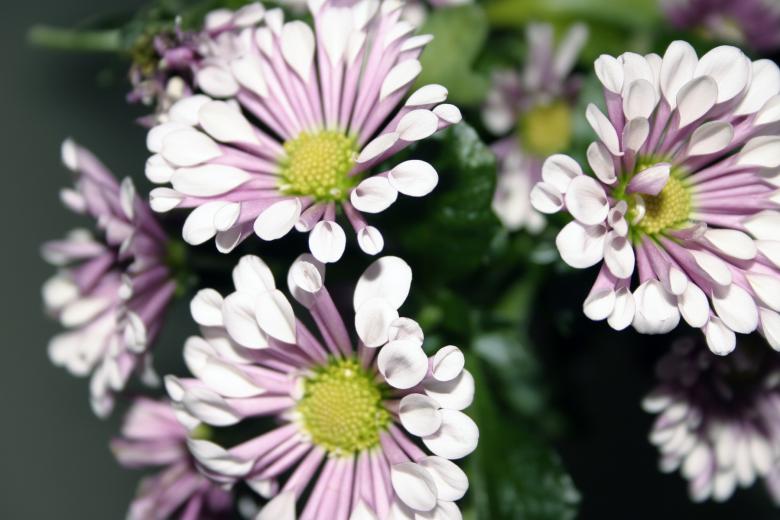 Free stock image of Flower Closeup created by Bjorgvin