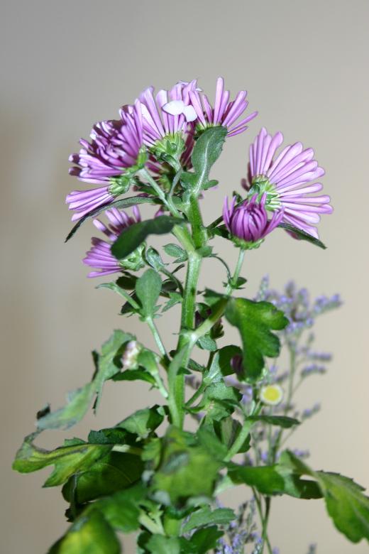 Free stock image of Purple flower created by Bjorgvin