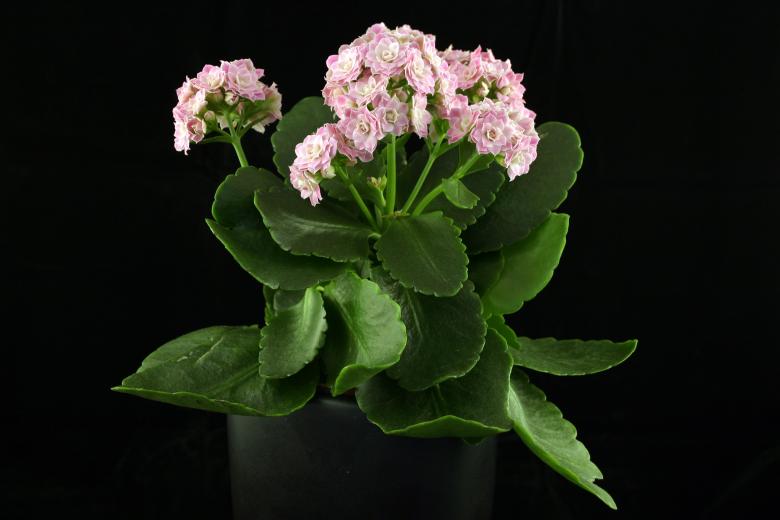 Free stock image of Pink flowers in a black vase created by Bjorgvin