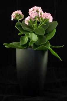 Free Stock Photo of Pink flowers in a black vase