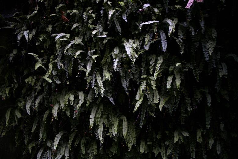 Free stock image of Wall fern created by damien van holten