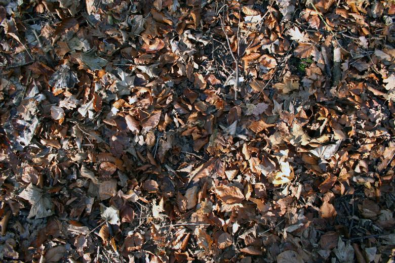Free stock image of leaves created by damien van holten