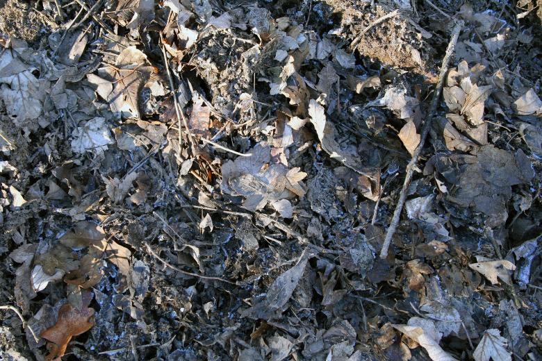 Free stock image of Leafs created by damien van holten