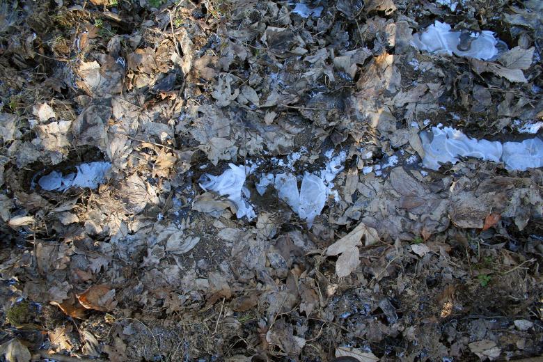 Free stock image of Leafs on icy ground created by damien van holten