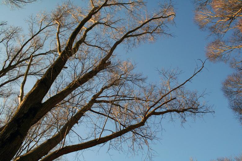 Free stock image of Tree branches created by damien van holten