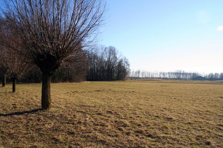 Free stock image of Landscape with a single tree in the fore created by damien van holten