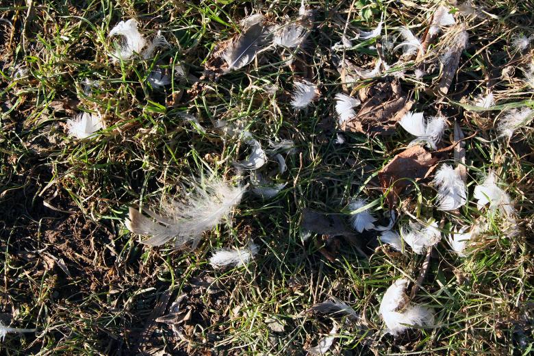 Free stock image of Feathers on grass created by damien van holten