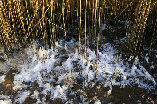 Free Stock Photo of Frozen grass