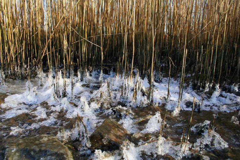 Free stock image of Frozen grass created by damien van holten
