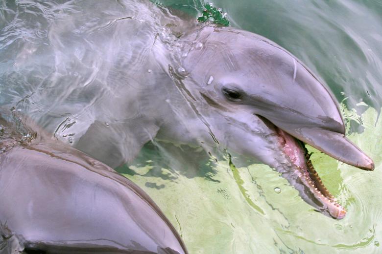 Free stock image of Dolphin close up created by damien van holten