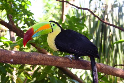 Free Stock Photo of Tukan