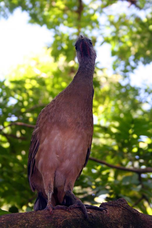 Free stock image of Brown bird created by damien van holten