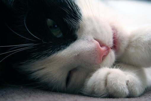 Sleeping cat - Free Stock Photo
